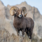 Alberta Bighorn Sheep Hunting