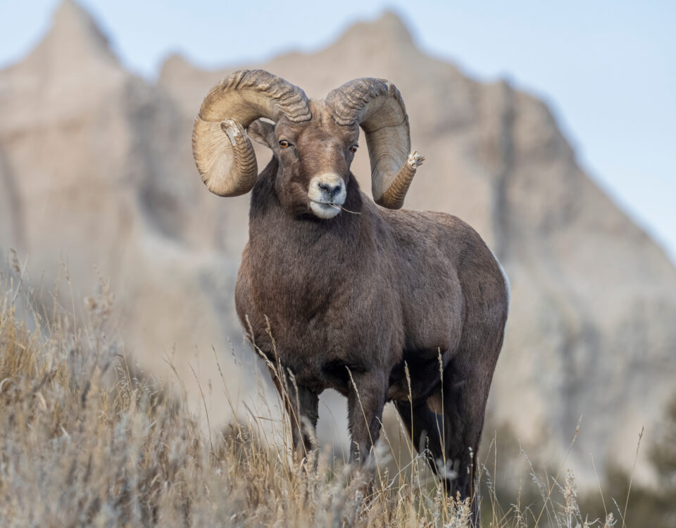 Alberta Bighorn Sheep Hunting
