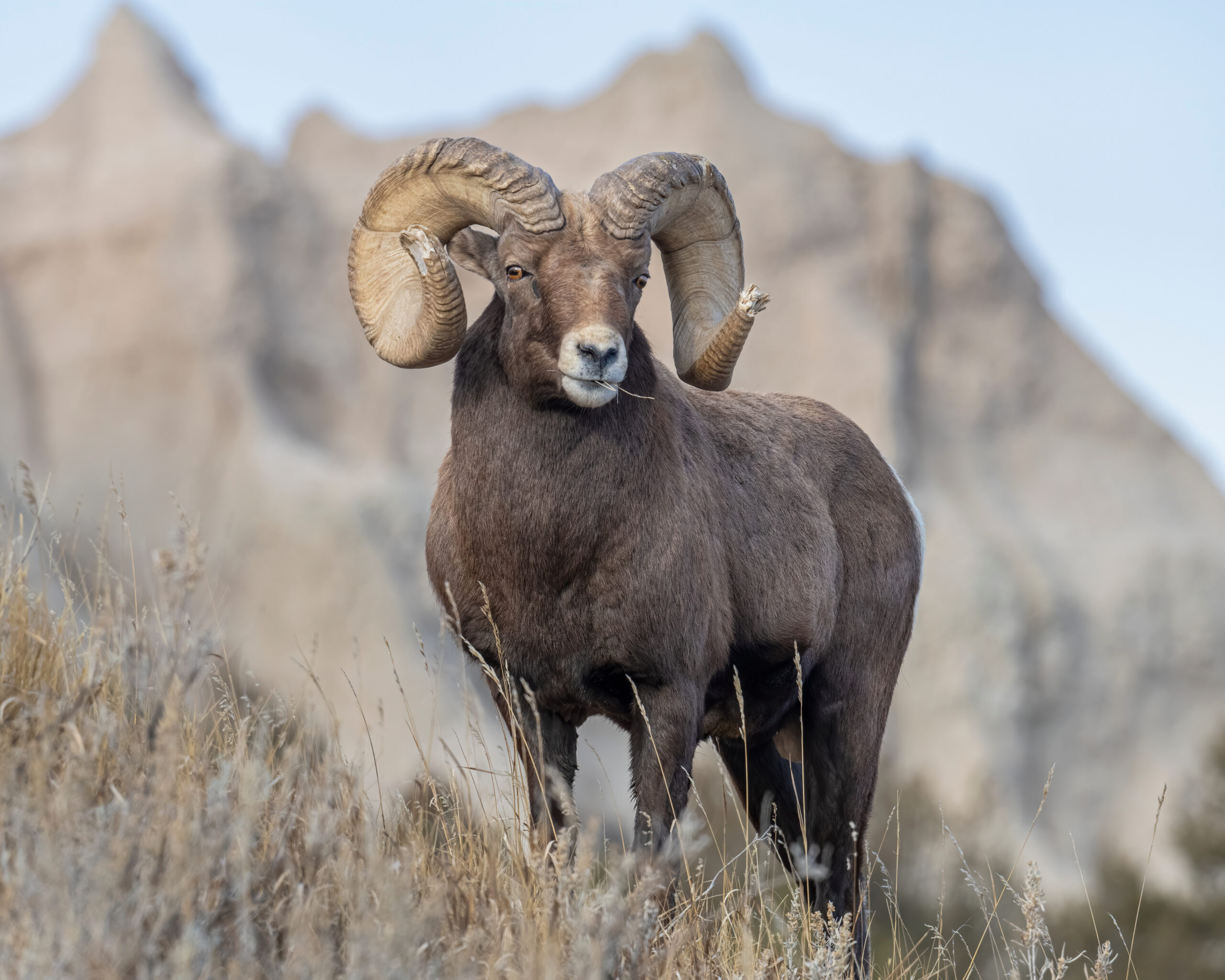 The Ultimate Guide to Alberta Bighorn Sheep Hunting: What to Expect, How to Prepare, and Why the 4/5 Curl Rule Matters